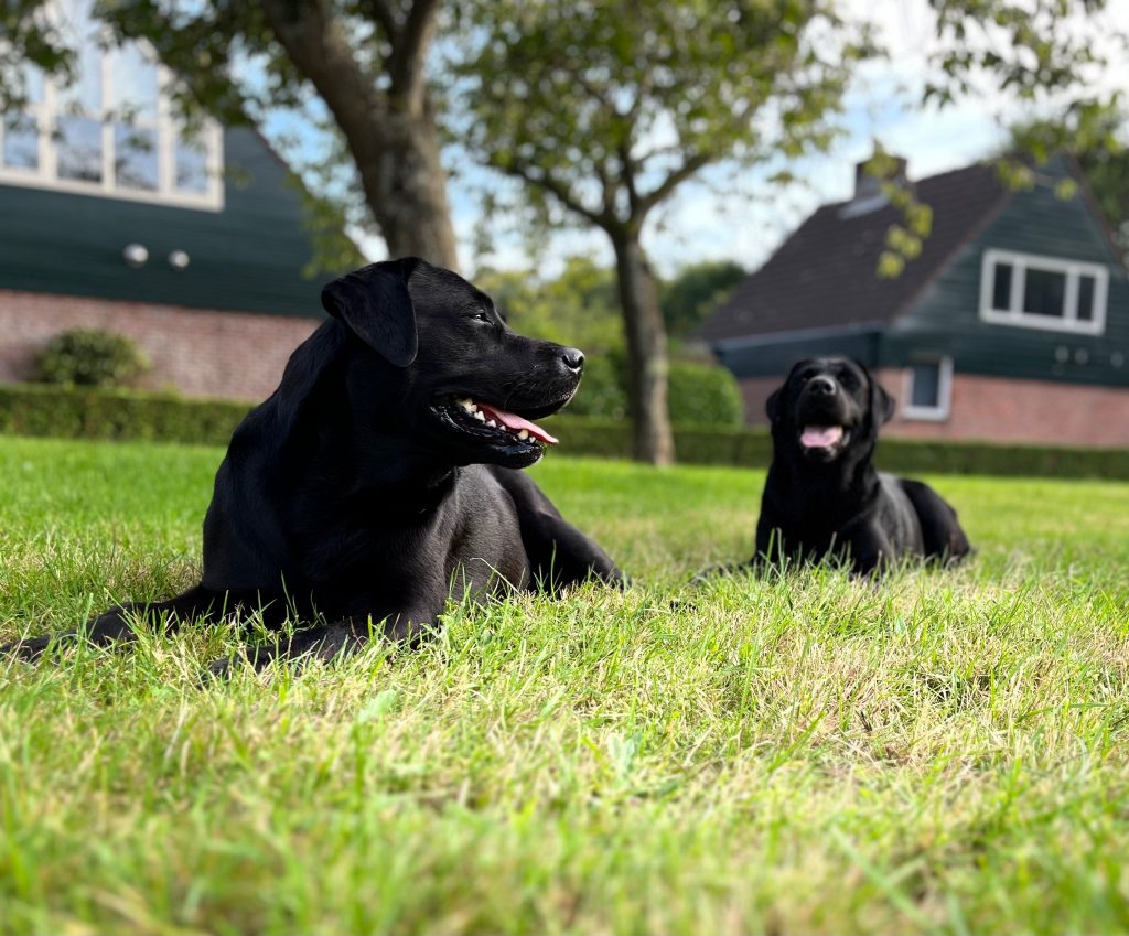 Aussen_Hundewiese_51